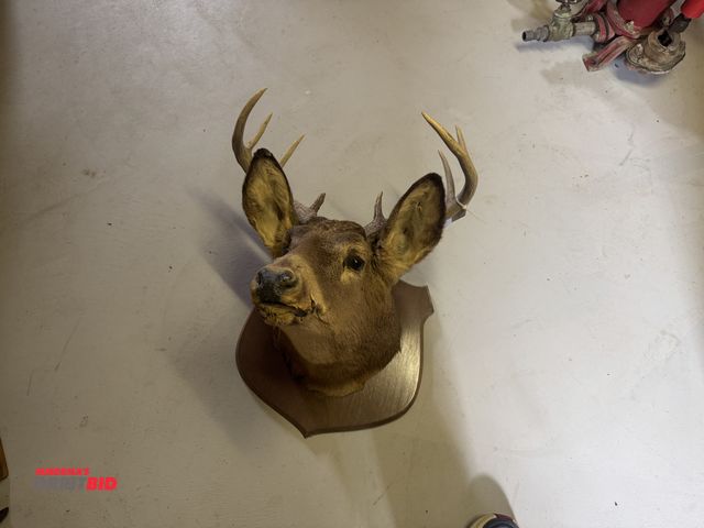Lot 1-3185 - (1) Deer head mount, 8-point