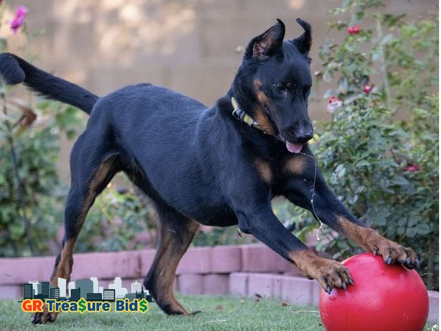 Lot 111-98239 - Virtually Indestructible Best Ball for Dogs, 10-inch