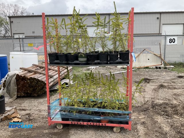 Lot 2-93801 - Lot of (50) spruce Norway 18” to 24” , grows 40-60' tall x 25' wide, fastest growing spruce tree (up...