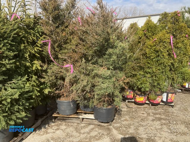 Lot 2-65641 - Lot of (8) Eastern red cedar 5-6'. Grows 30-60' tall, evergreen aromatic, Native, drought, heat, and...