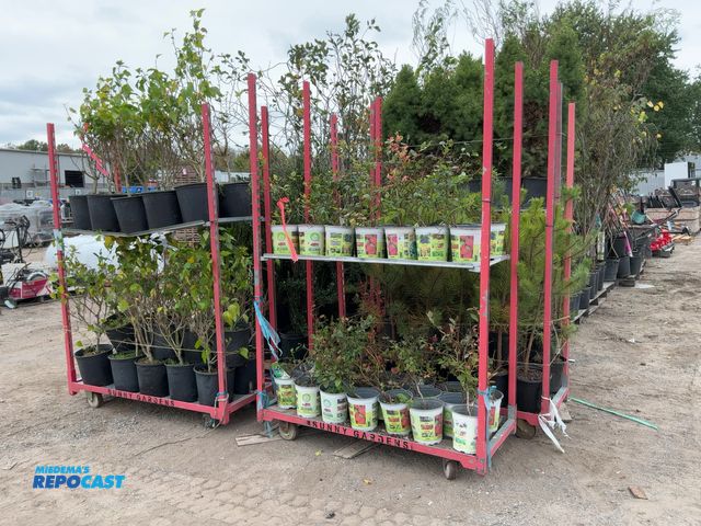 Lot 2-62985 - lot of (40) blueberry northland 15-18" grows 4-6' tall and wide zones 3-7 - produces medium sized bl...
