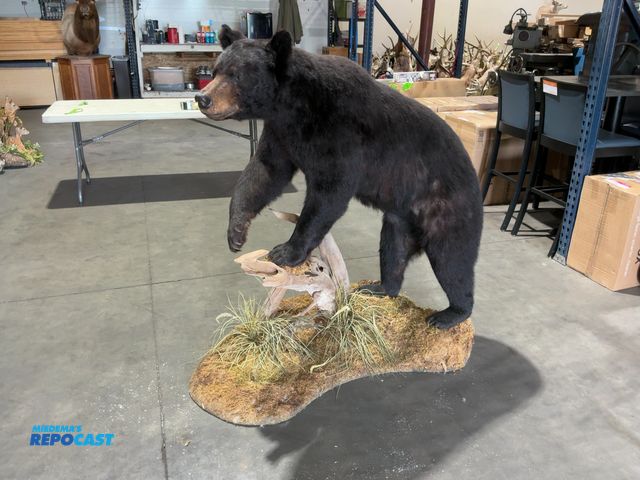 Lot 2-55324 - Full-Body Black Bear Taxidermy Mount(DOBSON)