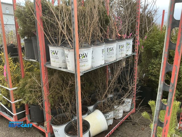 Lot 2-73128 - 20 lilac bloomerang purple 2-3' #3 pot grows 4-6' tall and wide, great as a specimen, mass planting,...