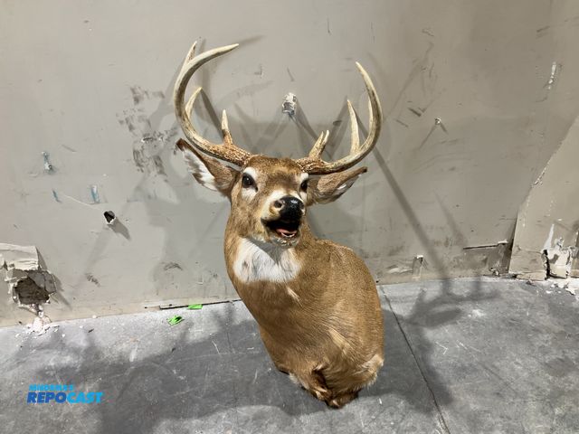Lot 2-55761 - 9-Point Whitetail Deer Shoulder Mount(DOBSON)