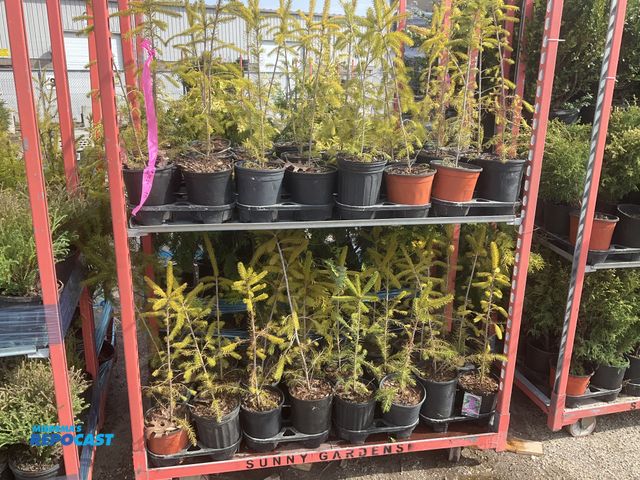 Lot 2-60992 - Lot of (48) Spruce Norway 18-24" - grows 40-60' tall by 25' wide, fastest growing spruce (up to 2-3'...