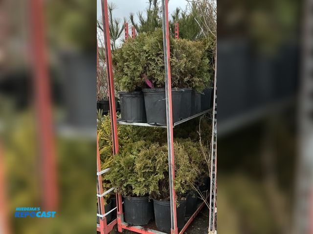 Lot 2-73129 - 20 arb little giant 15-18" #5 pot grows 3' tall and wide, small globe shaped evergreen shrub, very v...