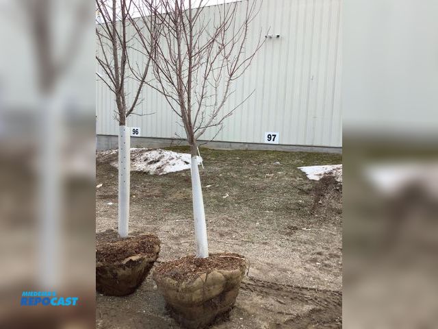 Lot 2-92540 - 1 Trees 1 caliper tree approximately 10’ 5”  with basket around roots about 34” wide. Brandywine-map...