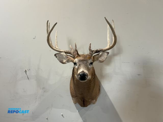 Lot 2-55495 - 12-Point Shoulder Mount Whitetail Deer(DOBSON)