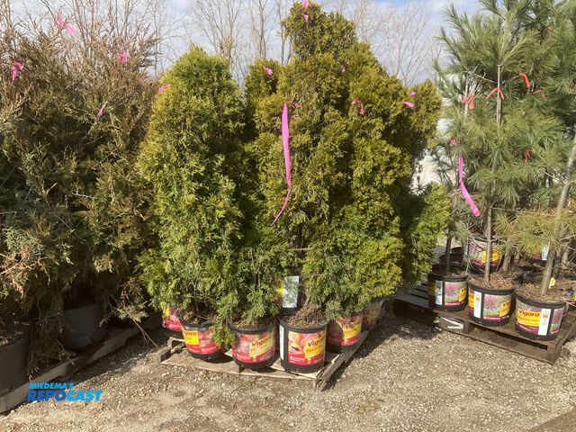 Lot 2-65642 - Lot of (20) Arb. Emerald beauty 3-4' #5pot, . Grows 10-15' tall by 3-4' wide, Great specimen or priv...