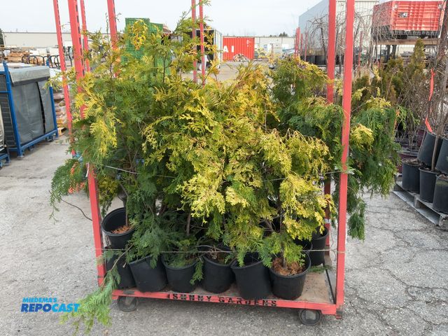 Lot 2-92127 - Lot of (25) Hinoki Gold Cypress Fernspray 2-3' - grows 10-15; tall x 4-8; wade, zones 4-8, classy, a...