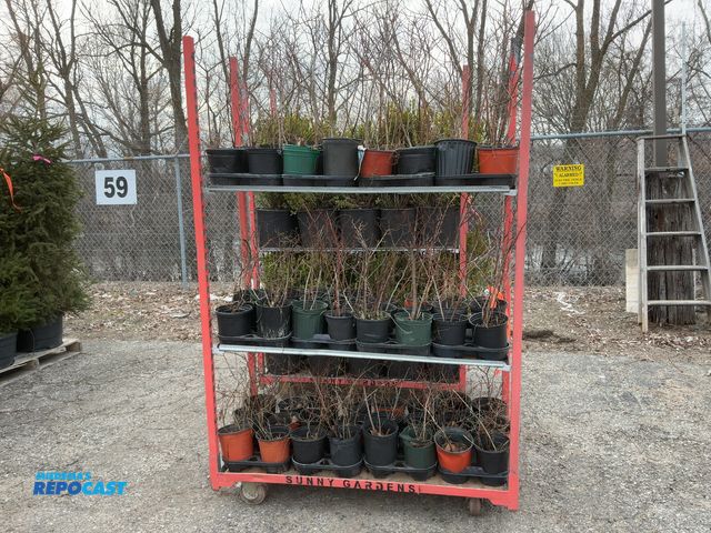 Lot 2-92129 - Lot of (72) Blueberry Elliot 12-15" - Late Season Variety, very productive (up to 20lbs per season -...