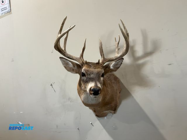 Lot 2-55340 - 13-Point Shoulder Mount Whitetail Deer(DOBSON)