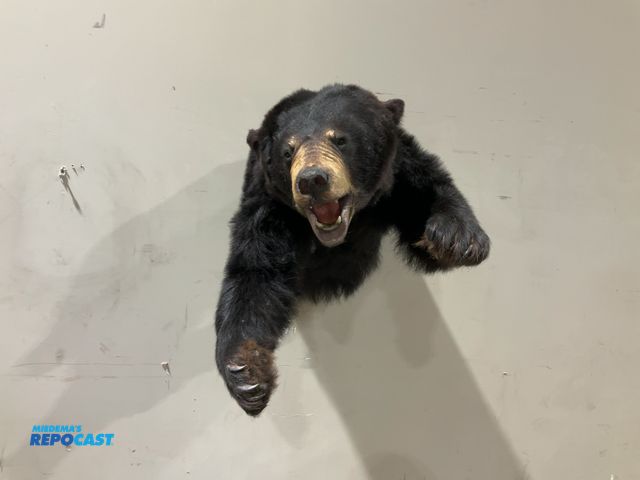 Lot 2-55472 - Black Bear Taxidermy Half-Body Wall Mount(DOBSON)