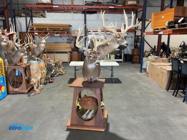 Lot 2-53666 - Double Whitetail Deer Mount on Table, one deer is 19 point, one is 23 point(DOBSON)