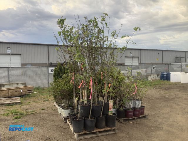 Lot 2-35975 - 20 Apple Trees
