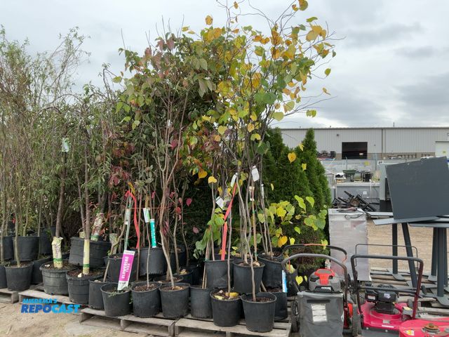 Lot 2-65758 - lot of (20) eastern redbud 7-8' #spot grows 20-30' tall and 25-30' wide zones 5-8