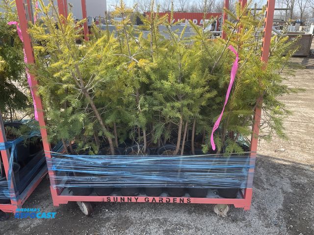 Lot 2-60996 - Lot of (48) Douglas Fir 2'-3' - One of the worlds strongest, straightest, fastest growing trees, sof...