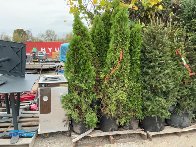 Lot 2-69497 - lot of (13) arb. emerald beauty 4-5' - grows 12-15' tall by 3-4' wide zones 3-7