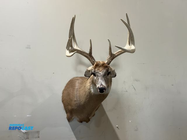 Lot 2-55343 - 9-Point Shoulder Mount Whitetail Deer(DOBSON)