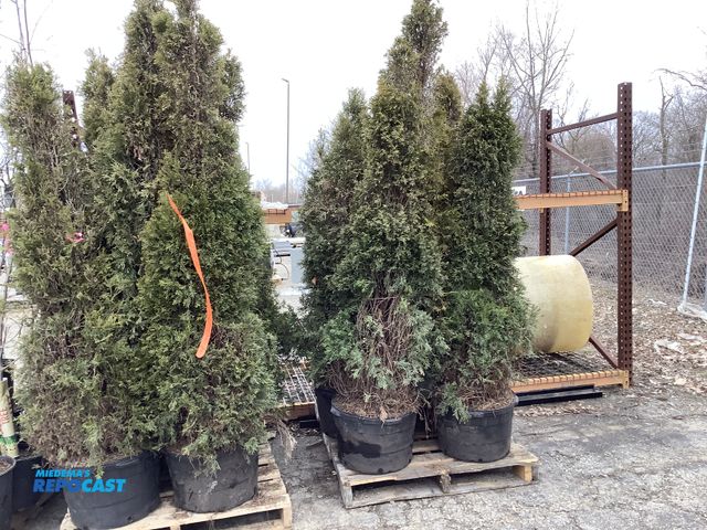 Lot 2-92124 - Lot of (16) Arb. Emerald beauty 5-6' #10 Pot - Grows 12-15' tall by 3-4' wide, Zones 3-7, Great spec...