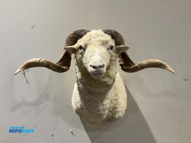 Lot 2-55504 - Merino Sheep Taxidermy Shoulder Mount(DOBSON)