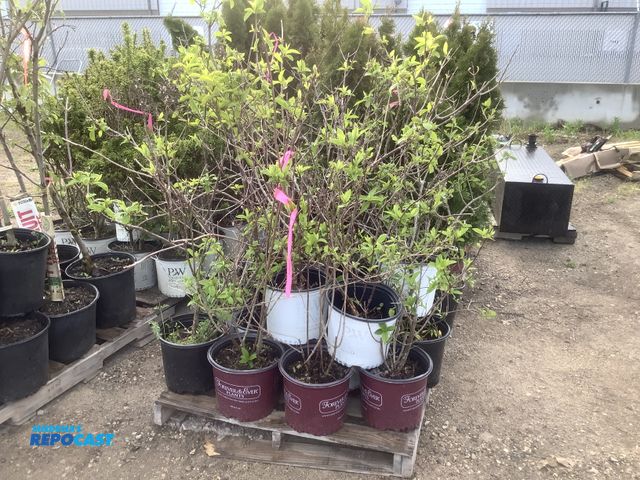 Lot 2-35974 - 20 Hydrangea Bushes