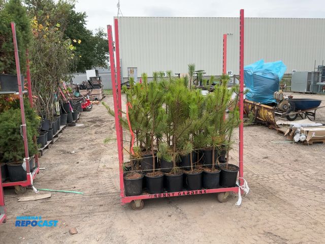 Lot 2-62984 - lot of (25) pine austrcan 3' grows 40-6-' tall by 20-40' wide zones 4-8 (cart not included)