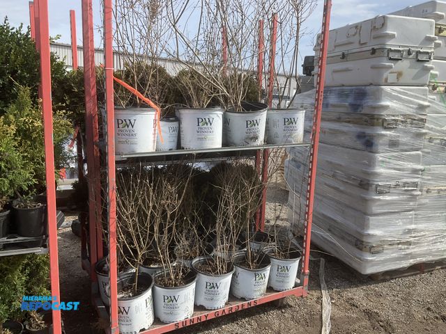 Lot 2-60994 - Lot of (20) Lilac Bloomerang Purple 2-3', #3 pot, Grows 4-6' tall by 4-6' wide. Great as a specimen,...