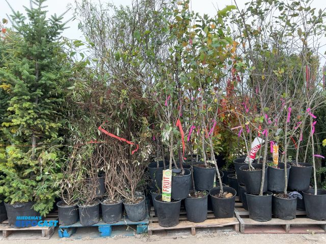 Lot 2-67686 - lot of (20) assorted fruit trees 5-6' #spot - apples, cherries, Asian pears, plums, semidwarf