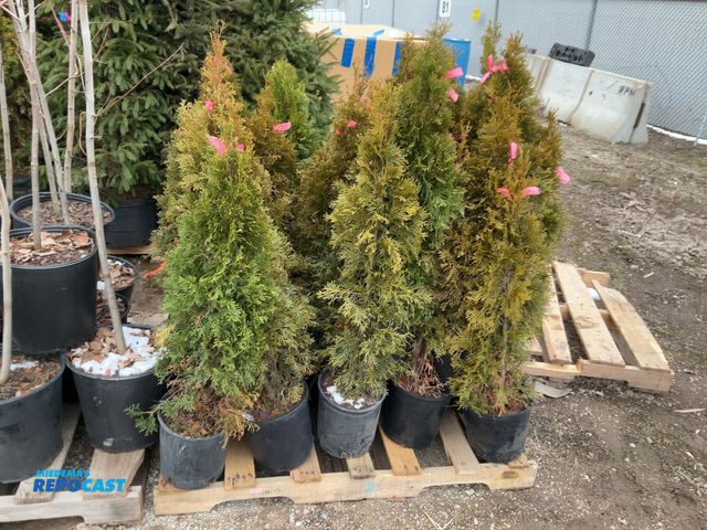 Lot 2-19292 - 25 arb. emerald beauty 2-3' grows 10-15' tall by 3-4' wide zones 3-7 a great specimen or privacy scr...