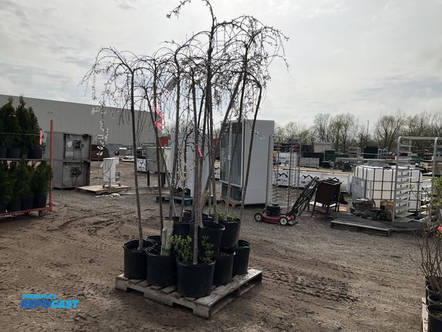 Lot 2-93803 - Lot of (13) Snowfountain Weeping Cherry 4-6' #7 pot. grows 8-15' tall by 6-10' wide zones 4-8. a bea...