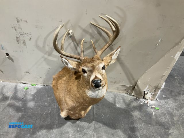 Lot 2-55760 - 9-Point Whitetail Deer Shoulder Mount(DOBSON)