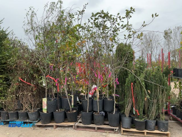 Lot 2-69458 - lot of (20) assorted apple trees 5-6' #spot semidwaft, gala, fuji, Haralson, and yellow delicious .....