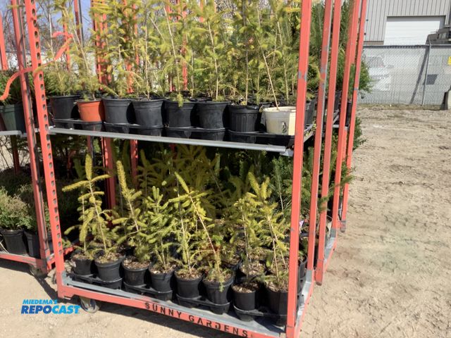 Repocast.com - Lot 2-25799 - lot of (50) Spruce Norway 18-24