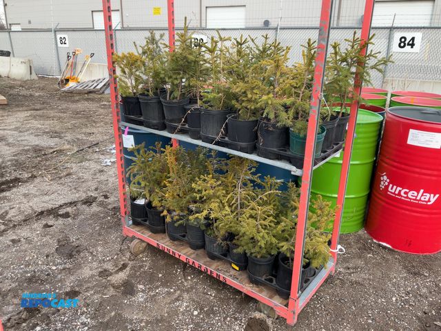 Lot 2-19749 - 48 spruce norway 12-15" grows 40-60' tall by 25' wide, fastest growing spruce up to 2-3' per year, g...