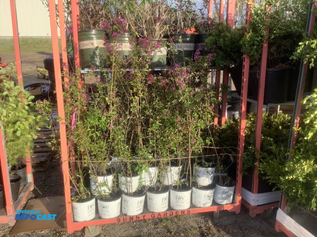 Lot 2-35965 - 30 Lilac Bloomerang Shrubs