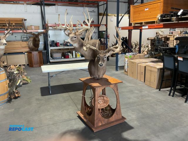 Lot 2-53664 - Double Whitetail Deer Mount on Table, one deer is 19 point, one is 20 point(DOBSON)