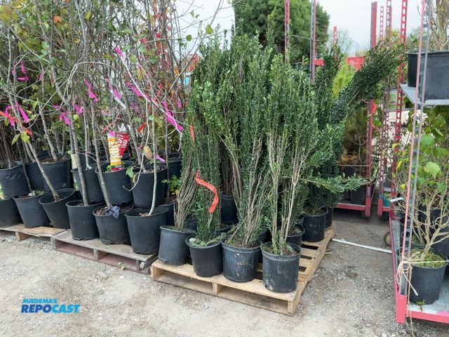 Lot 2-67687 - lot of (25) sky pencil japenses holly 3-4' grows 6-1-' tall by 2-3' wide zone 5-9