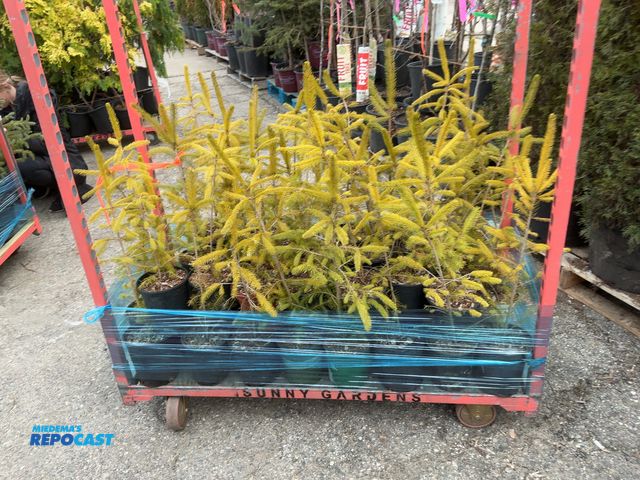 Lot 2-92128 - lot of (50) Spruce Norway 18-24" - grows 40-60' tall by 25' wide, fastest growing spruce (up to 2-3'...