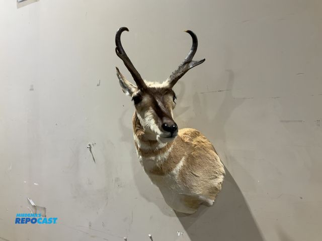 Lot 2-55464 - American Pronghorn Antelope Shoulder Mount(DOBSON)
