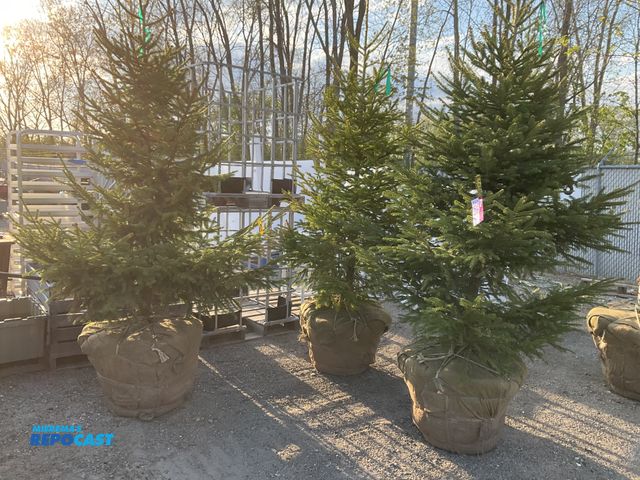 Repocast.com - Lot 2-25310 - Trees Lot of (3) norway spruce 7 ft ...