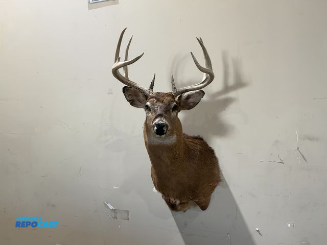 Lot 2-55332 - 9-Point Shoulder Mount Whitetail Deer(DOBSON)