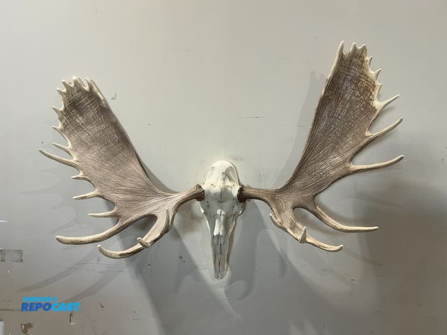 Lot 2-55330 - Replica European Moose Mount(DOBSON)
