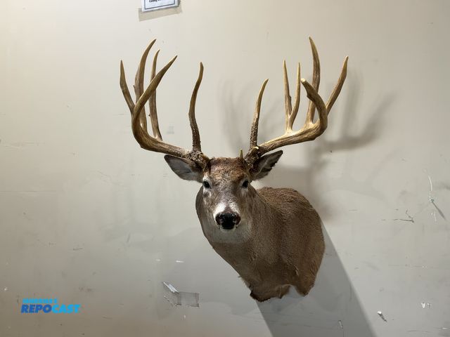 Lot 2-55337 - 14-Point Shoulder Mount Whitetail Deer(DOBSON)