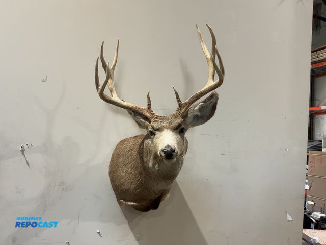 Lot 2-55476 - 10-Point Shoulder Mount Whitetail Deer(DOBSON)