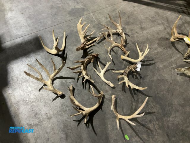 Lot 2-55325 - (11) Assorted Whitetail Deer Antlers(DOBSON)