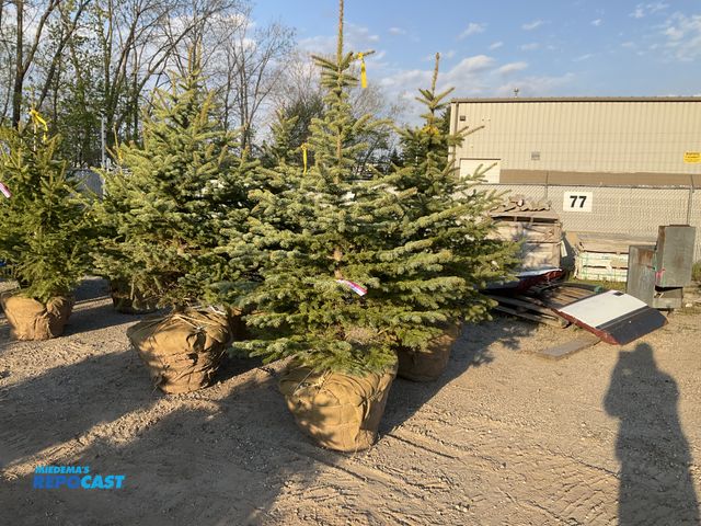 Repocast.com - Lot 2-25308 - Trees Lot of (4) blue spruce 6ft evergreen ...