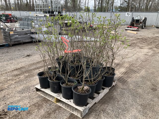 Lot 2-93802 - Lot of (25) Asst. Lilac Trees 2-3' - Korean, Miss Kim, James McFarlane, Common Purple - Grows betwee...