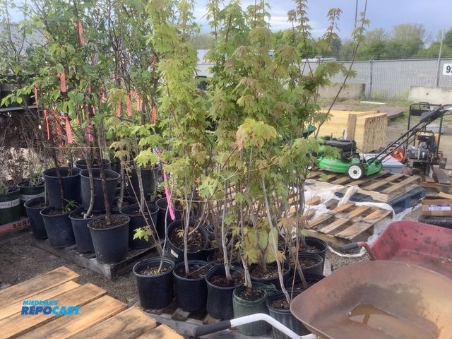 Lot 2-35963 - 20 Silver Maple Trees