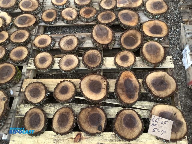 Lot 2-tbd - lot of 30 walnut wood cookies, 1 1/2" thick x  5"-7" dia